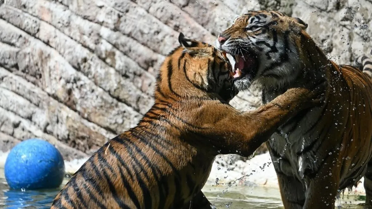 Tigris támadta meg a gondozóját Ausztráliában