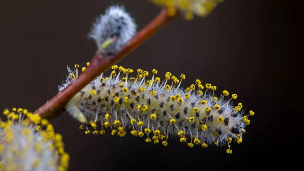 A pollen hatással van az időjárásra
