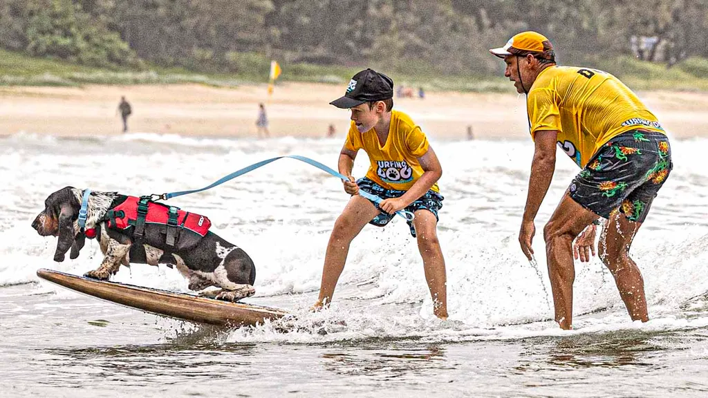 Surfing Dog Competition