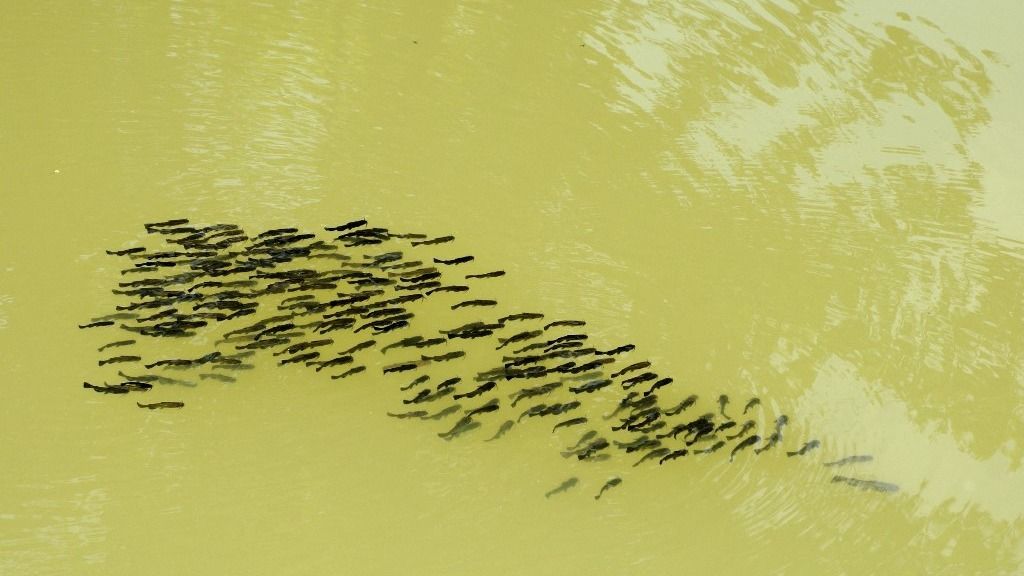 A fekete törpeharcsa invazív halfajnak számít