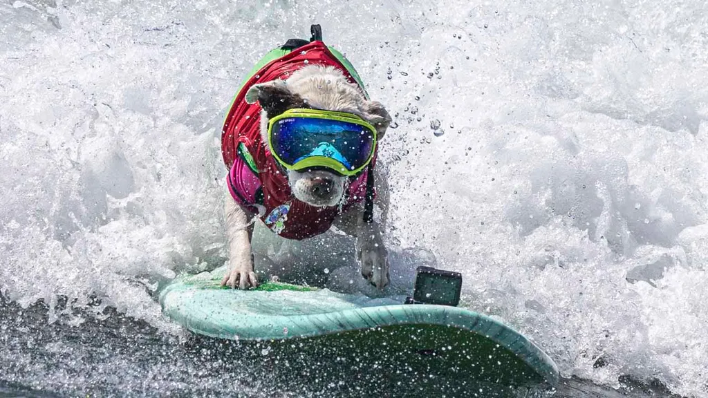 Surfing dogs