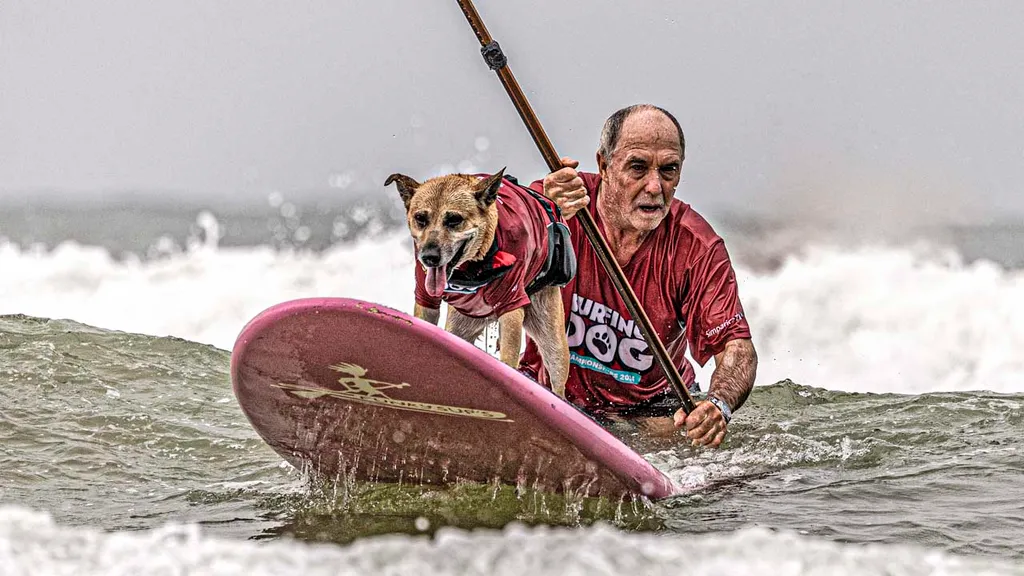 Surfing Dog Competition