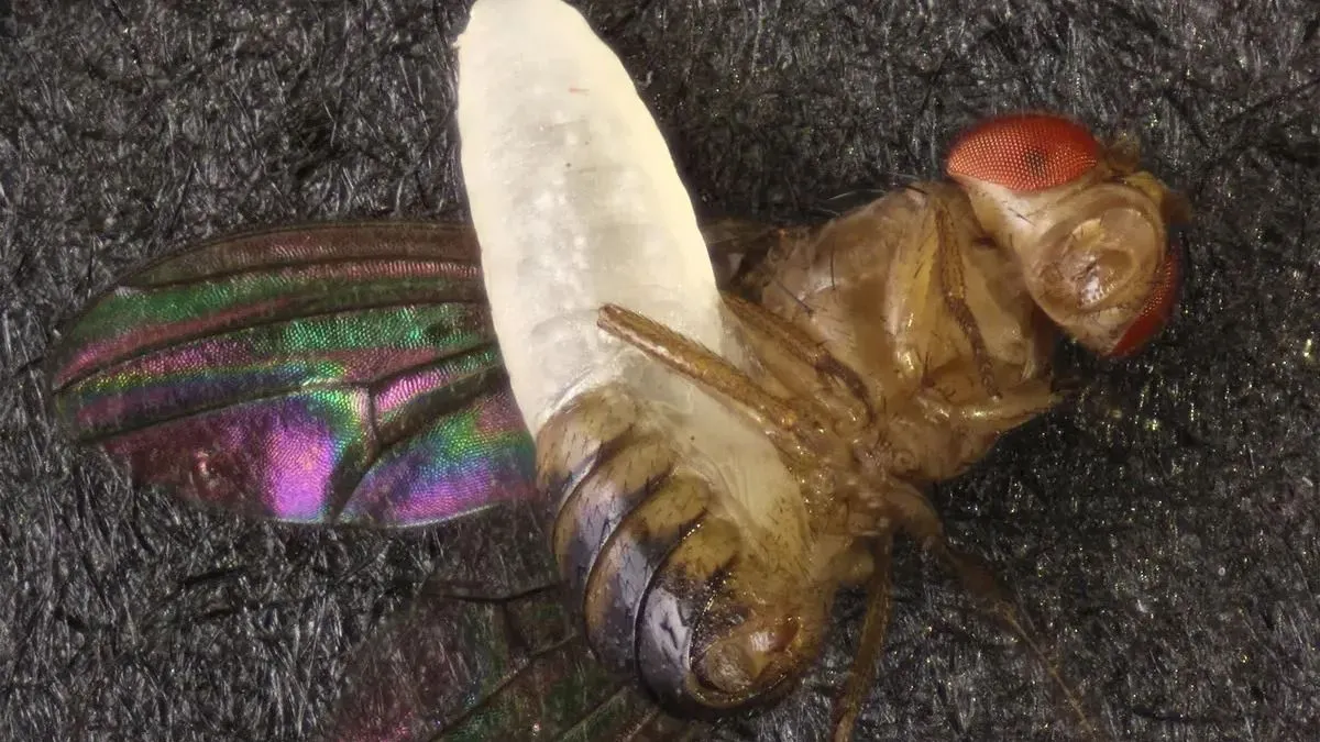 Új horrorisztikus darázsfajt fedeztek fel