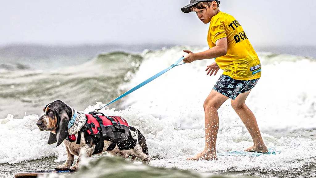 Surfing Dog Competition