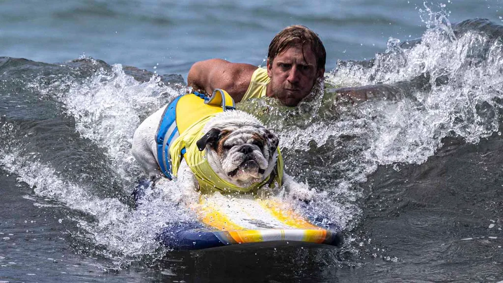 Surfing dogs