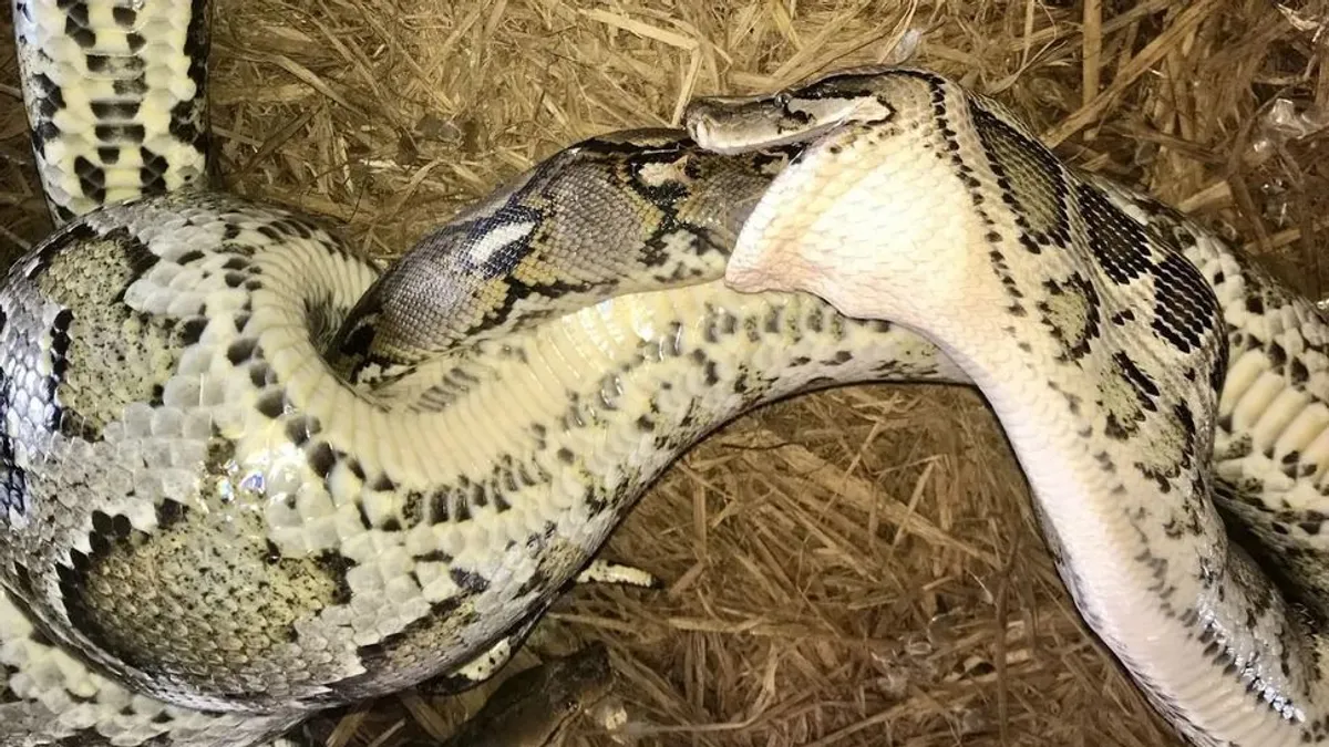 Óriáskígyók estek egymásnak; ami jött, az maga a horror