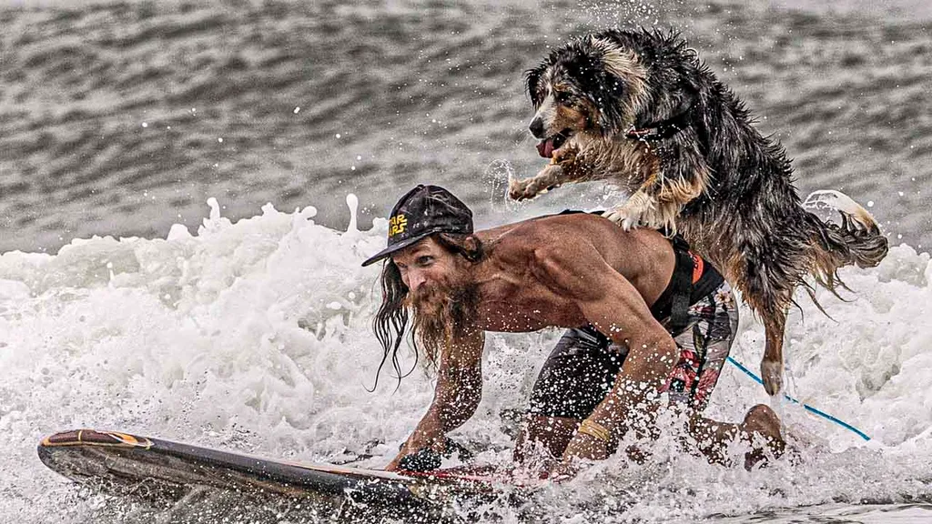 Surfing Dog Competition