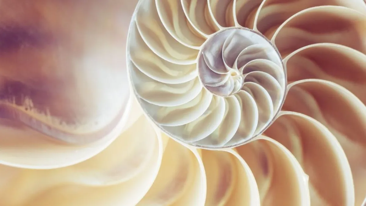 A lágy sejtek a biológiai szövetek geometriai építőkockái