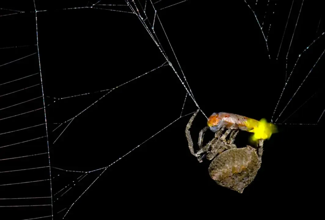 A gömbszövő pókok (Araneus ventricosus) manipulálják a tűzlegyek  (Abscondita terminalis) viselkedését, hogy segítsenek több tűzlegyet a hálóba vonzani.