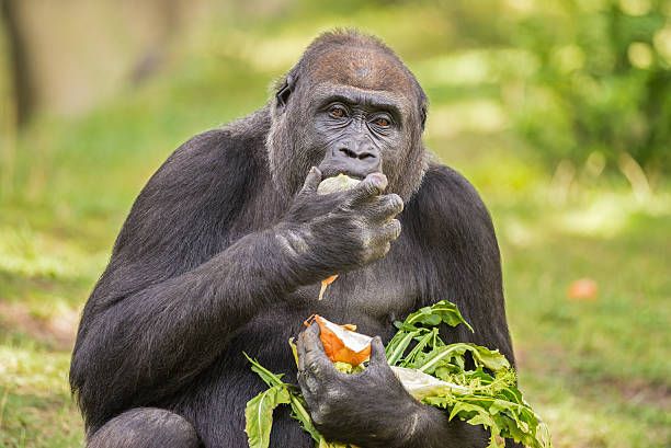 A gorillák által fogyasztott növények nélkülözhetetlenek az oxidatív stressz csökkentésében