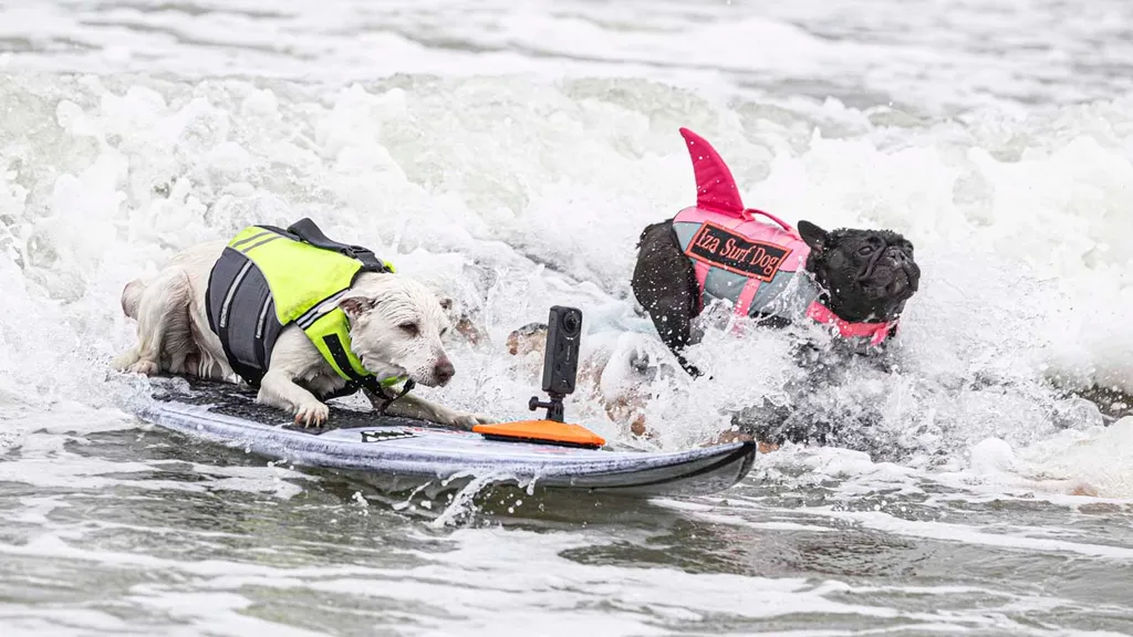 Surf's Pup! Paddling Pooches Compete At TheWorld Dog Surfing Championships