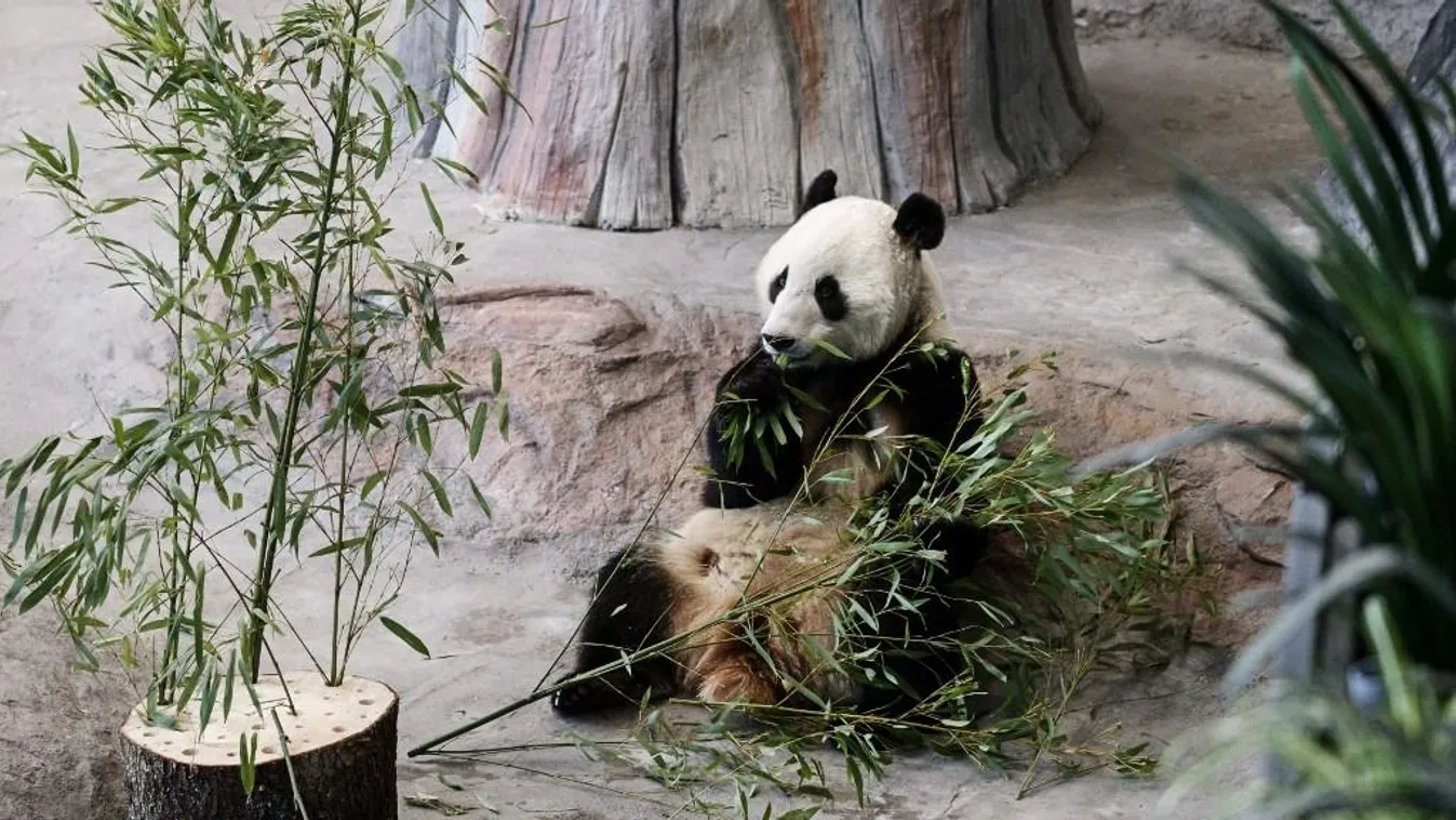 A hím panda bambuszt eszik a finnországi Ahtariban, 2018. február 17-én (Fotó: AFP/ Roni Rekomaa)