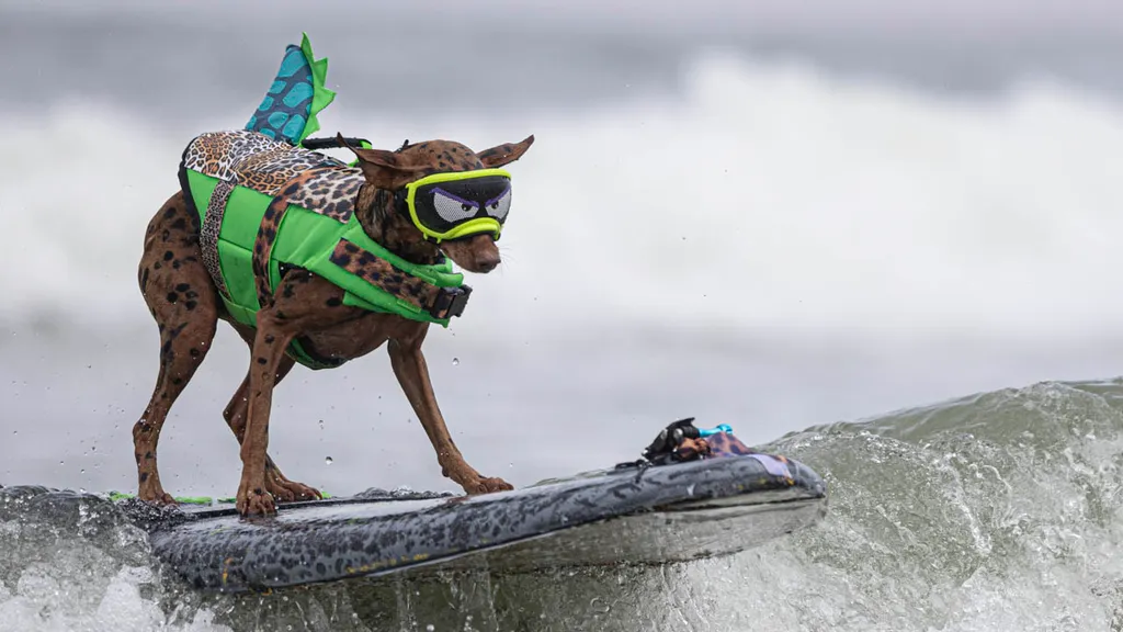 Surf's Pup! Paddling Pooches Compete At TheWorld Dog Surfing Championships