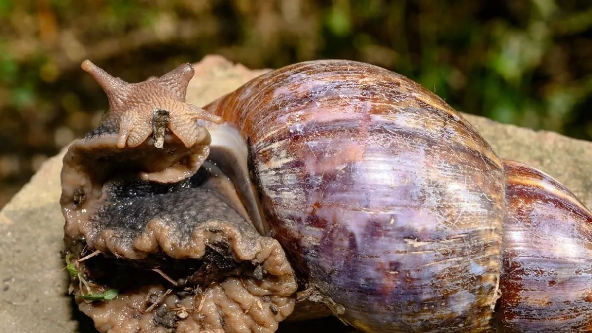 Gyilkos óriáscsigák lepték el Floridát