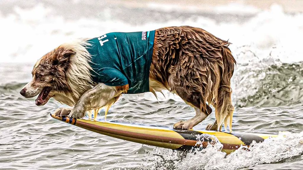 Surfing Dog Competition