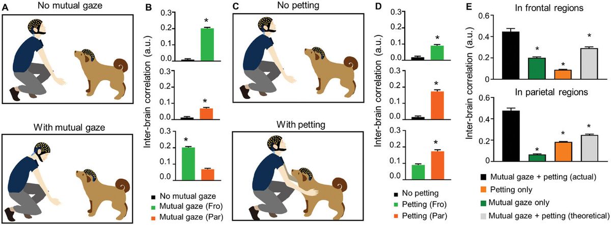 Az agyközi kapcsolódás iránya embertől kutyáig terjed, és öt nap alatt növekszik több szociális interakcióval