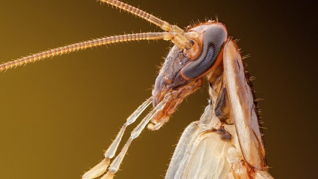 A német csótányok (Blattella germanica) ellen alig érnek valamit a rovarölőszerek