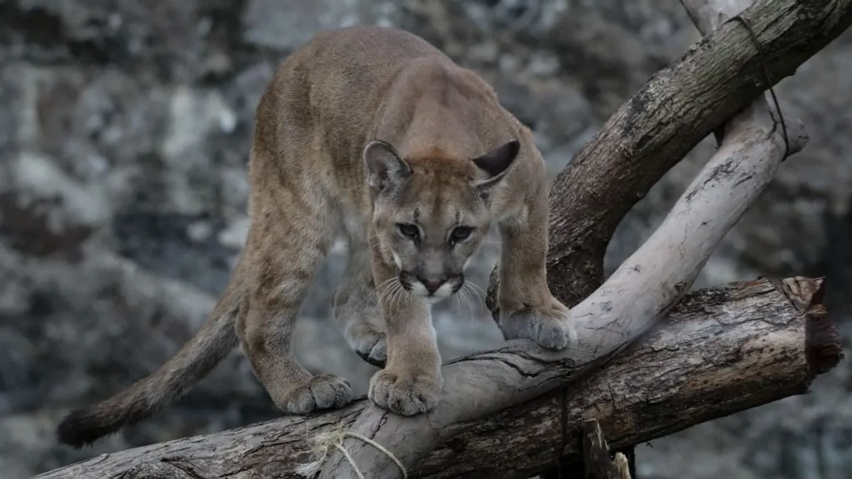 Egy puma a fejénél fogva ragadott el egy kisfiút egy családi piknikről - videó