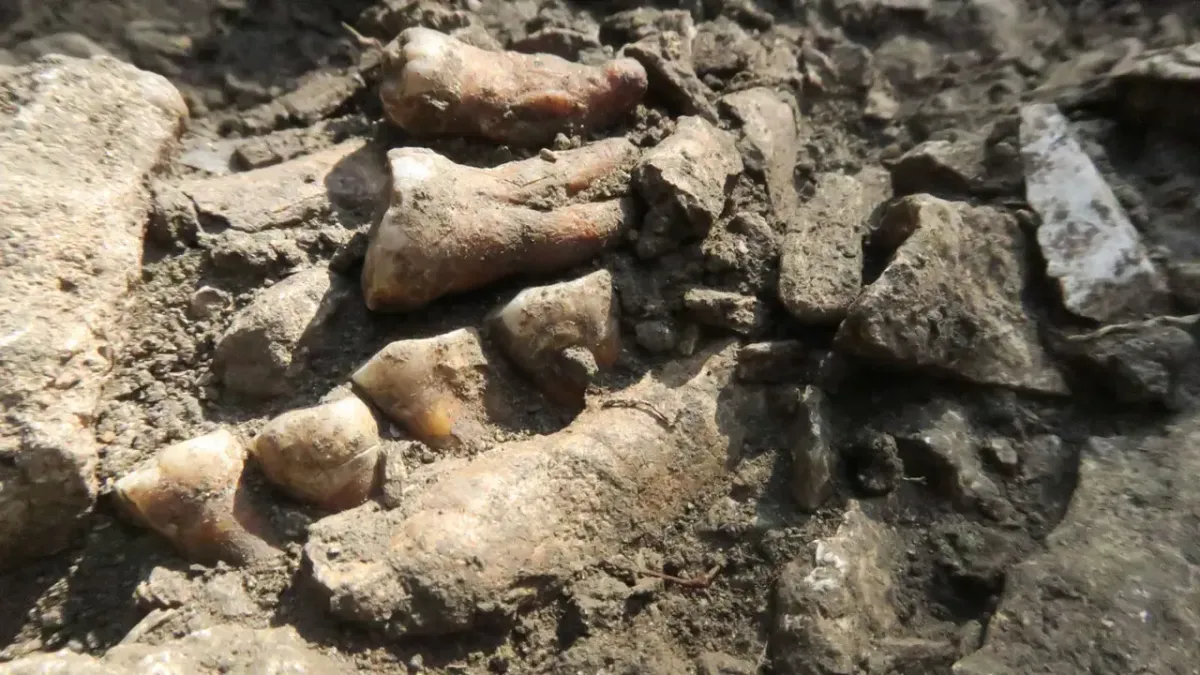 A neandervölgyieknek egynél több ága volt
