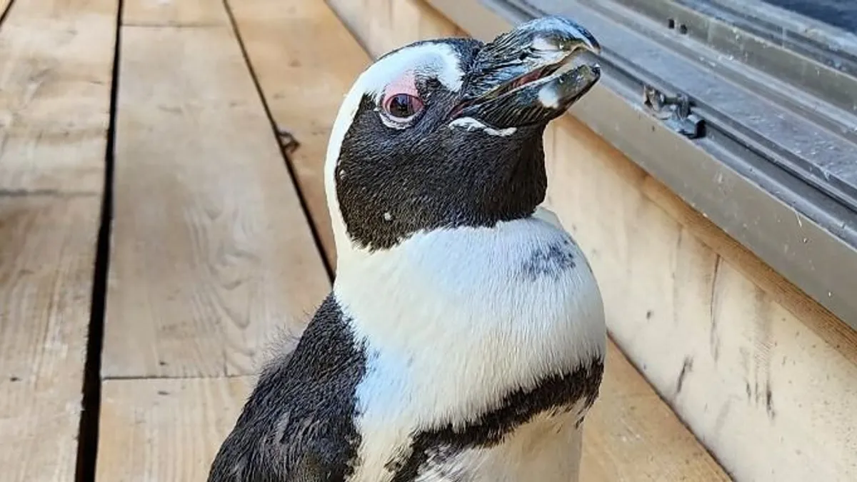 Pingvinek között sétálhatnak a gyerekek Jászberényben - videó