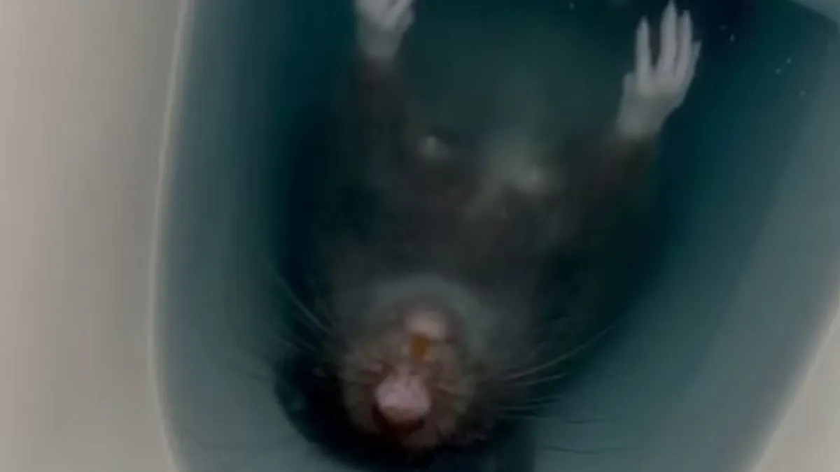 A woman was shocked after she saw a giant rat staring at her from her toilet.