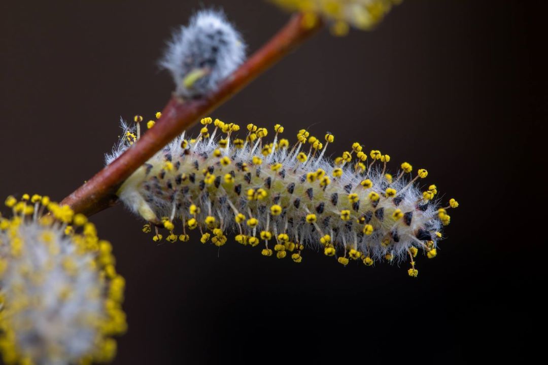 A pollen helyi szinten gyakoribb csapadékot idéz elő.