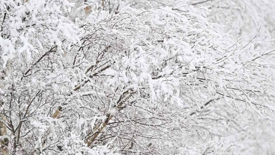 Snowfall In Springfield - New Zealand