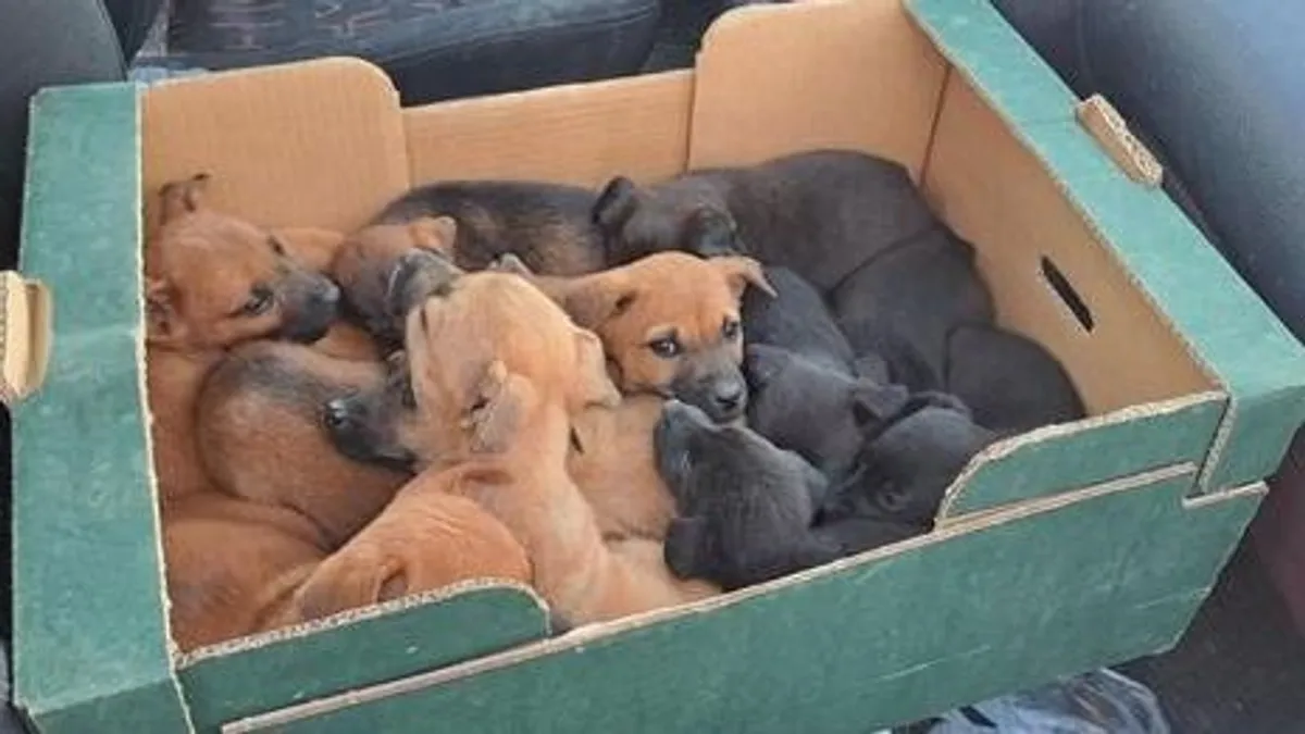Nejlonzsákban dobtak ki 12 kiskutyát Zala vármegyében