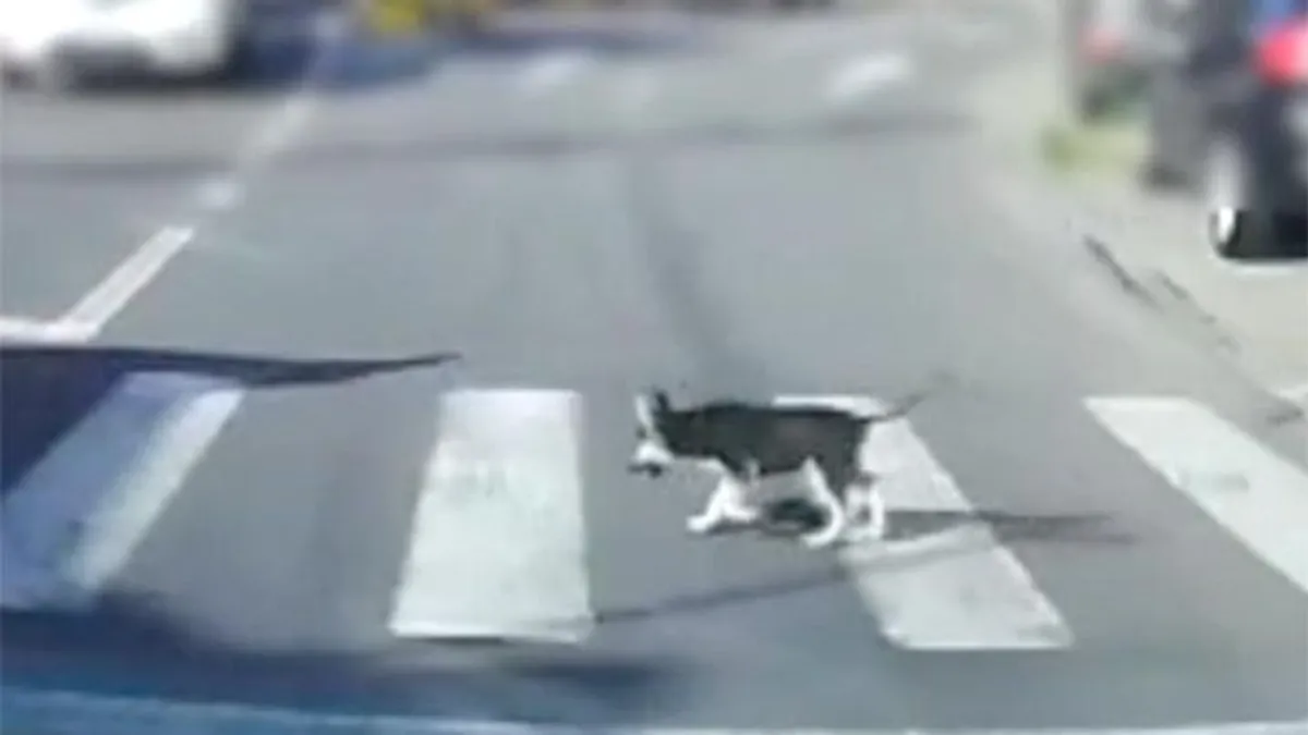 Kutya sétált át egy marosvásárhelyi zebrán, közben elintézett egy fontos ügyet az út közepén - videó