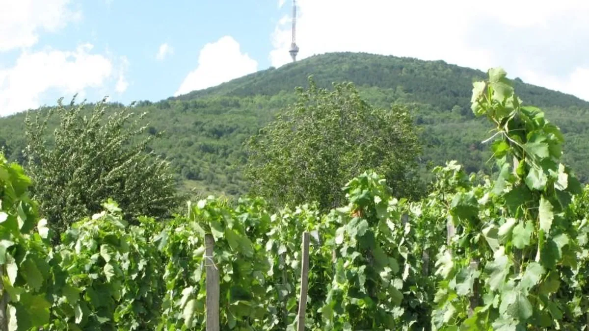 Ismét Tokaj Wine Congress Tokaj-Hegyalján