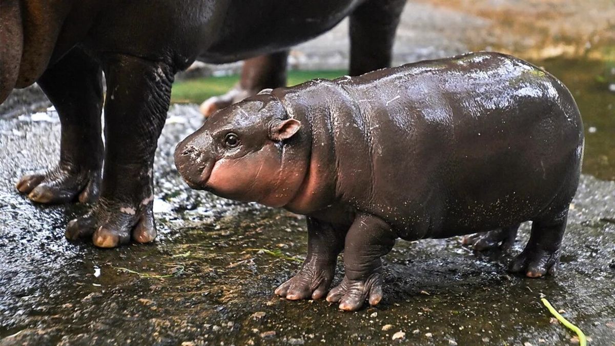 Moo Deng, a törpe víziló (Choeropsis liberiensis) anyjával és nővéreivel él  Thaiföldön, Chon Buriban, a Khao Kheow Nyitott Állatkertben.