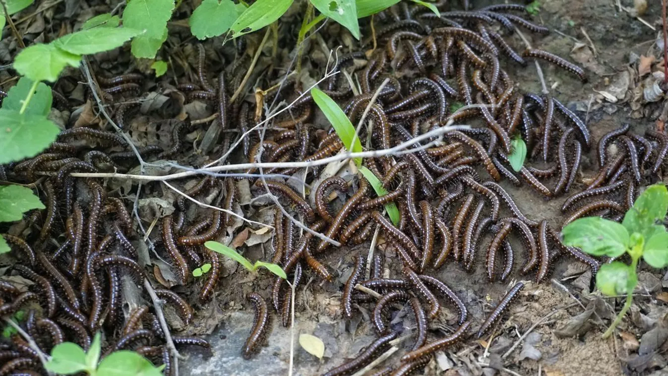 A kukacszerű pondrók időnként nagy tömegben gyűlhetnek össze.