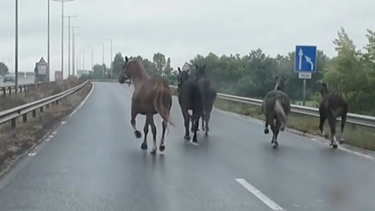 Elszabadult lovak vágtáztak a forgalommal szemben az M5-ös autópályán - videó
