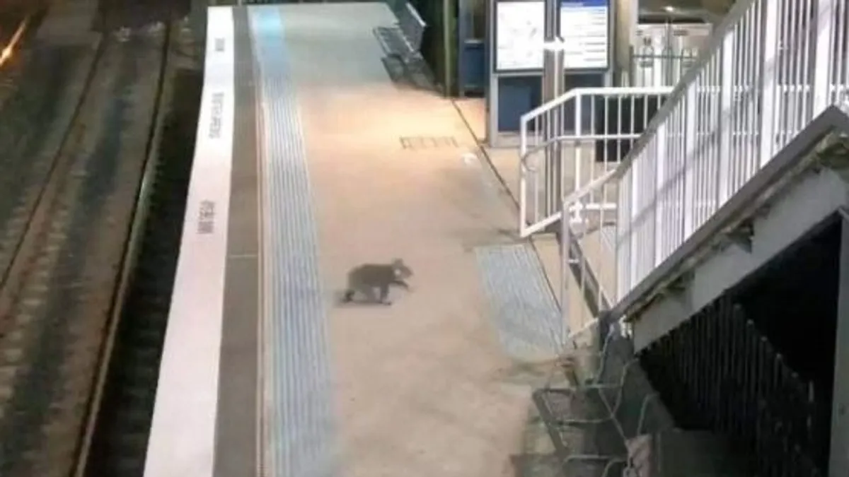 Veszélybe került egy koala egy peronon Ausztráliában - videó