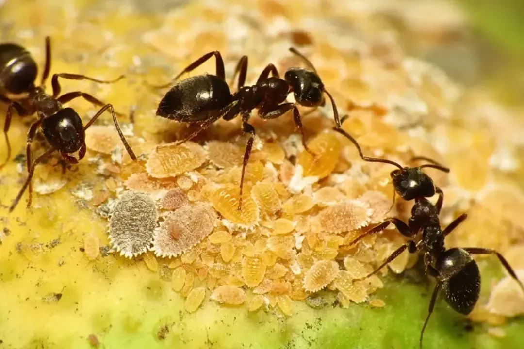 A fekete hangya (Lasius niger) királynők megeszik a fertőzött lárvákat, hogy megakadályozzák a halálos betegség kitörését, aztán új lárvákként újrahasznosítják őket.