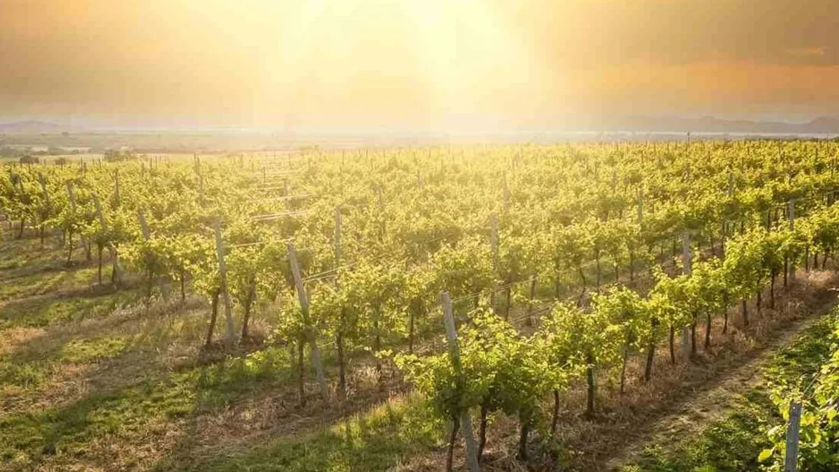 Megnyitotta kapuit Magyarország legnagyobb borbárja, a Balaton