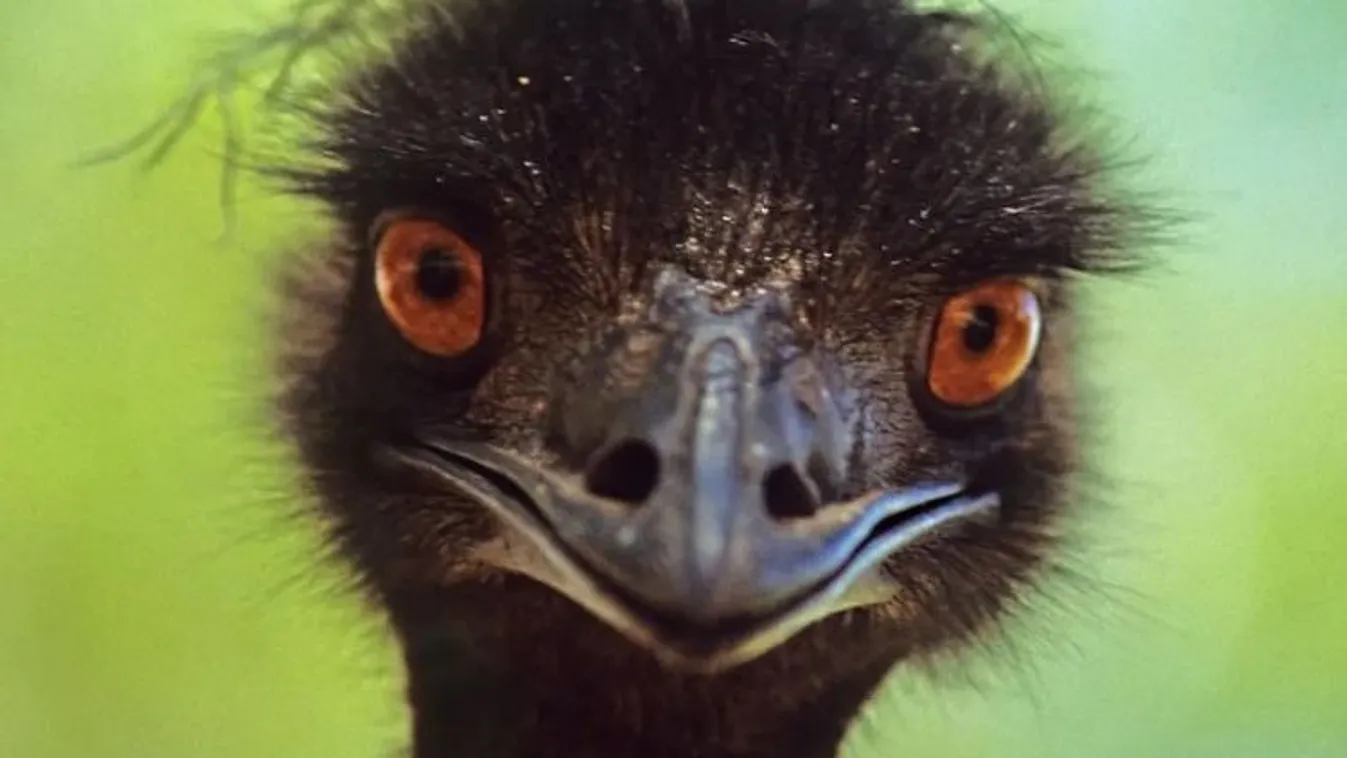 emu