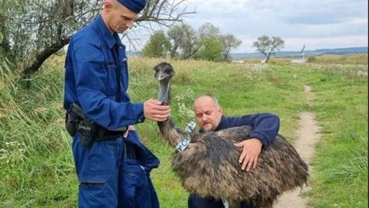 Szökött emut találtak Gárdonyban - fotó
