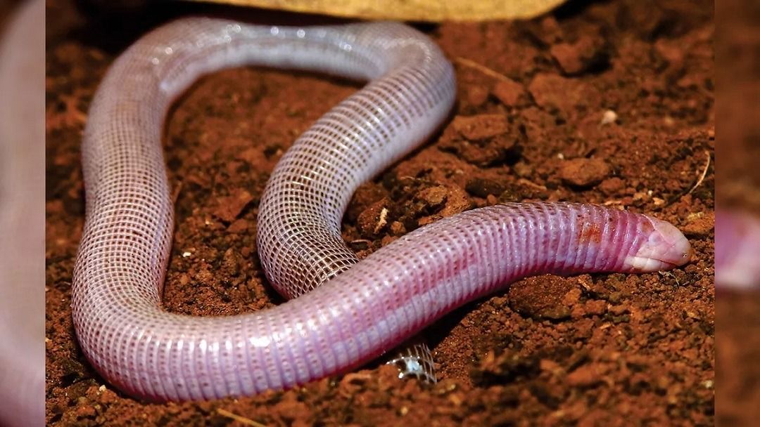 Az Amphisbaena amethysta csak látszatra tűnik féregnek, valójában olyan hüllők közé tartozik, amelyek a föld alatti életmódhoz alkalmazkodtak