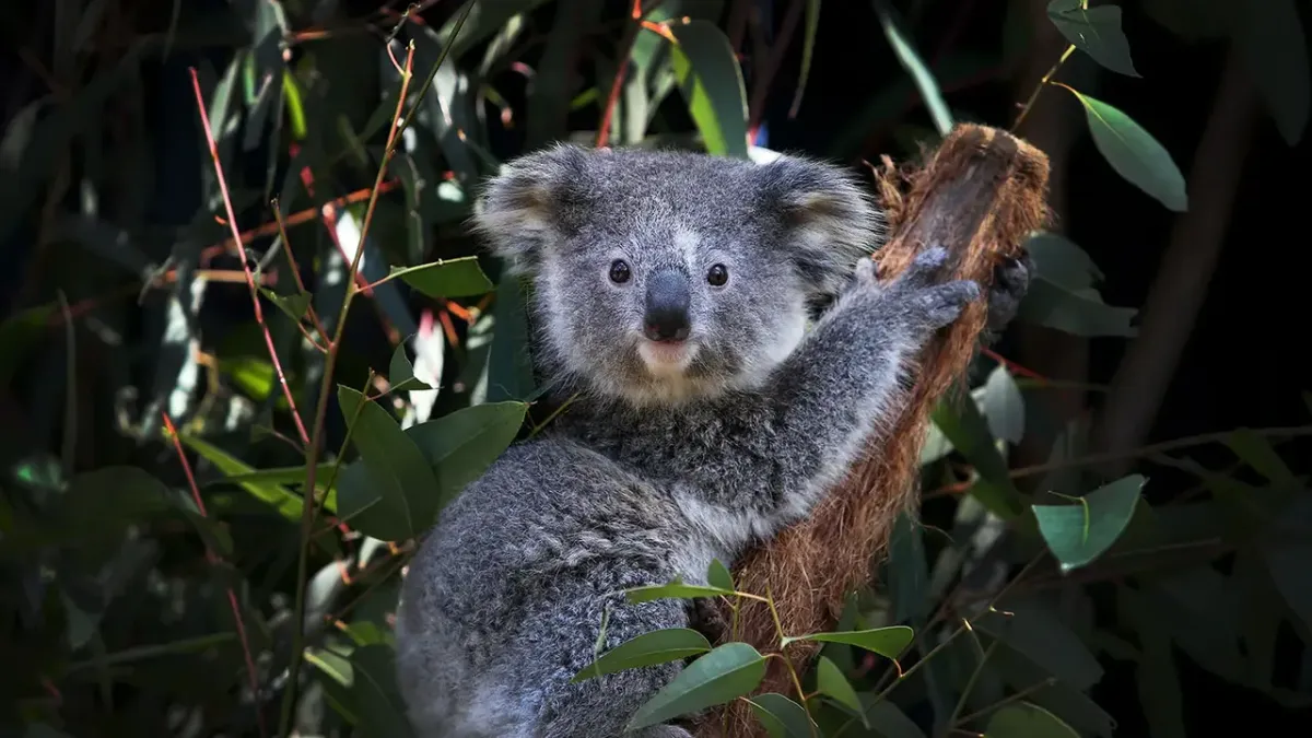 Csökkennek a koala populációk. Hogy nyomon kövessék a koalákat természetes környezetükben, a tudósok  Ausztráliában a levegőben lebegő DNS-eket gyűjtik.