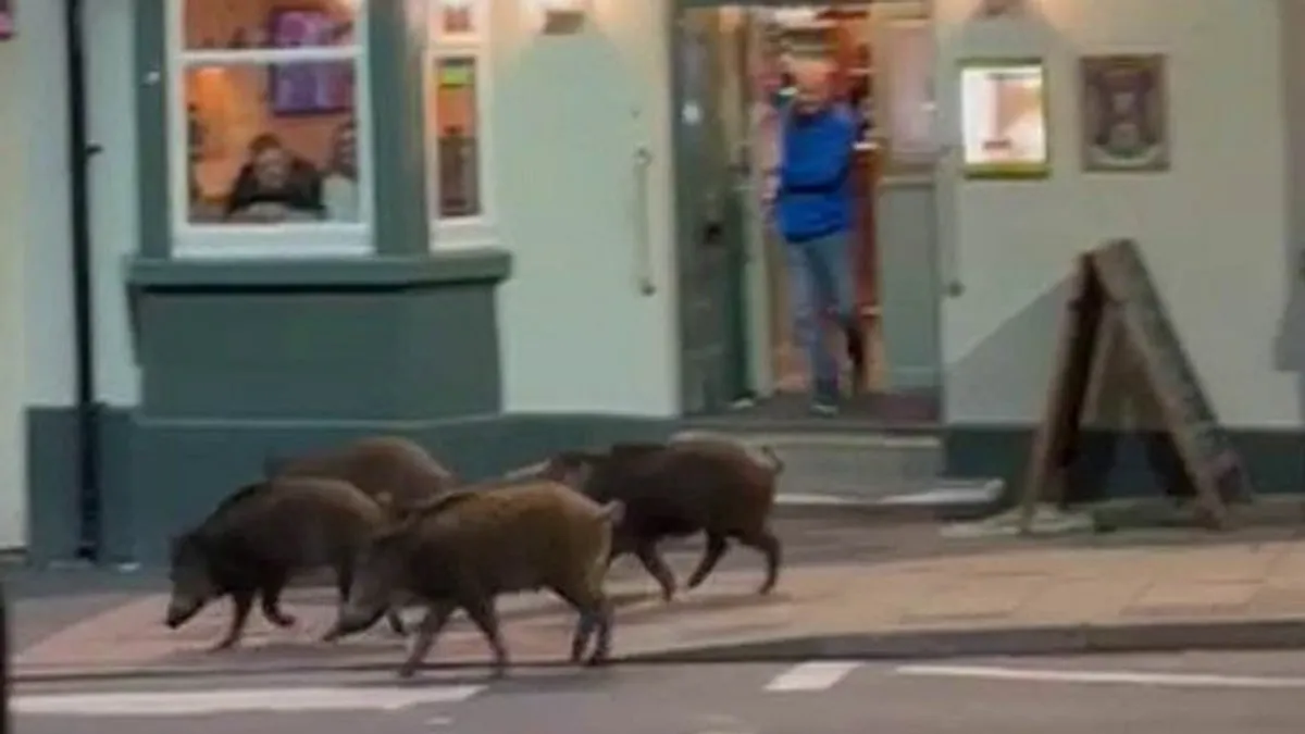 Vaddisznók jelentek meg egy kocsma előtt - fotó