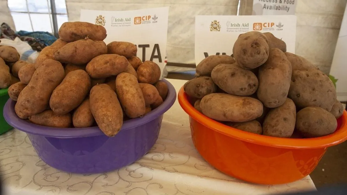 Itt az újabb őrült trend, a krumpli illatú parfüm!