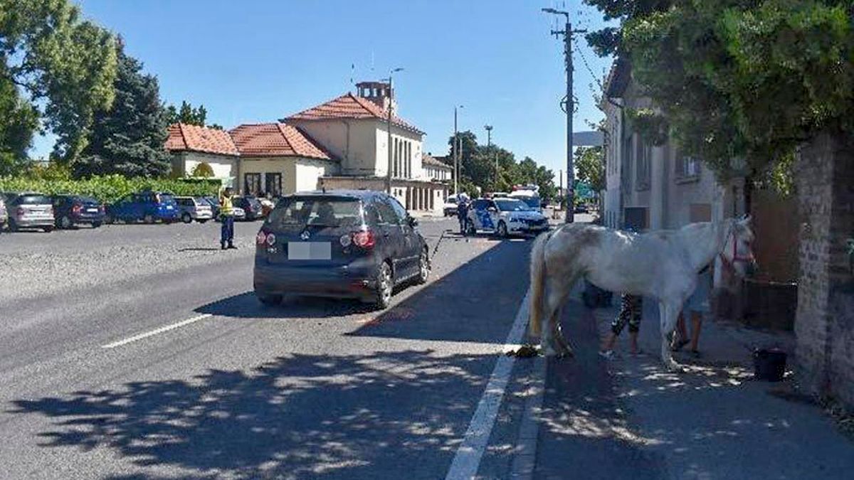 Lovat gázolt az autós, A sofőr nem akart fizetni,
Ló, gázolás, baleset, Rendőrség