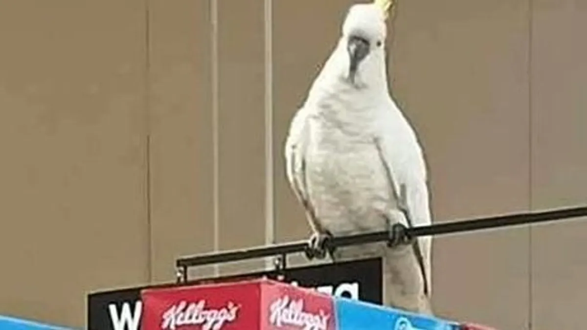 Szupermarketben rekedt egy kakadu, egy hónap után mentették ki
