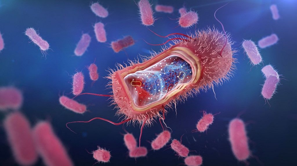 Escherichia coli baktérium