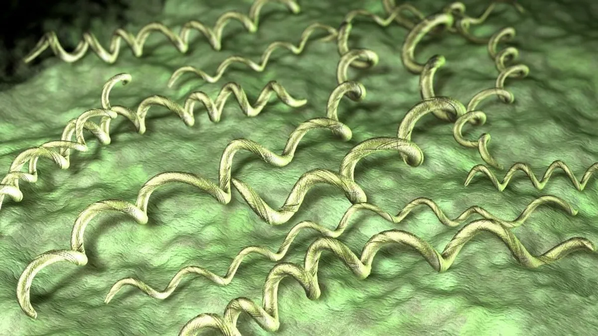 Lyme-kór: eddig nem ismert tüneteket okozhat