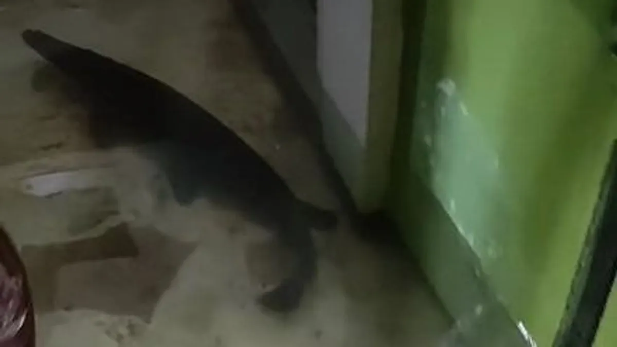 Hatalmas, veszélyes hal úszkált egy elárasztott házban - videó
