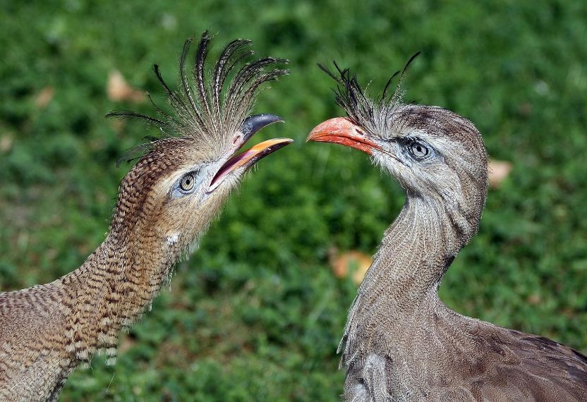 A vöröslábú kígyászdaru ( Cariama cristata ), a húsevő madár rokonai, leszármazottai