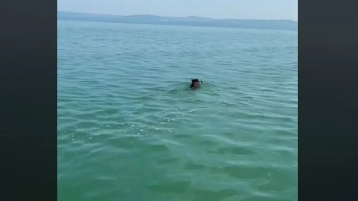 Vaddisznókat láttak úszni a Balatonban - videó