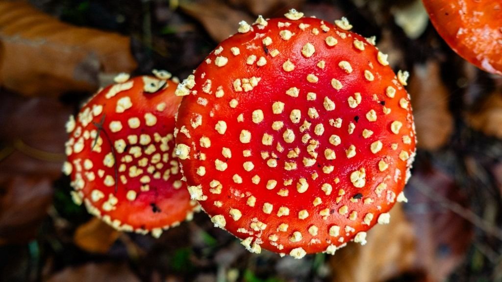 Mushroom Season In The Netherlands.